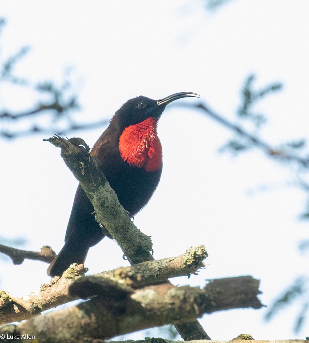Scarlet-chested Sunbird - ML646782995
