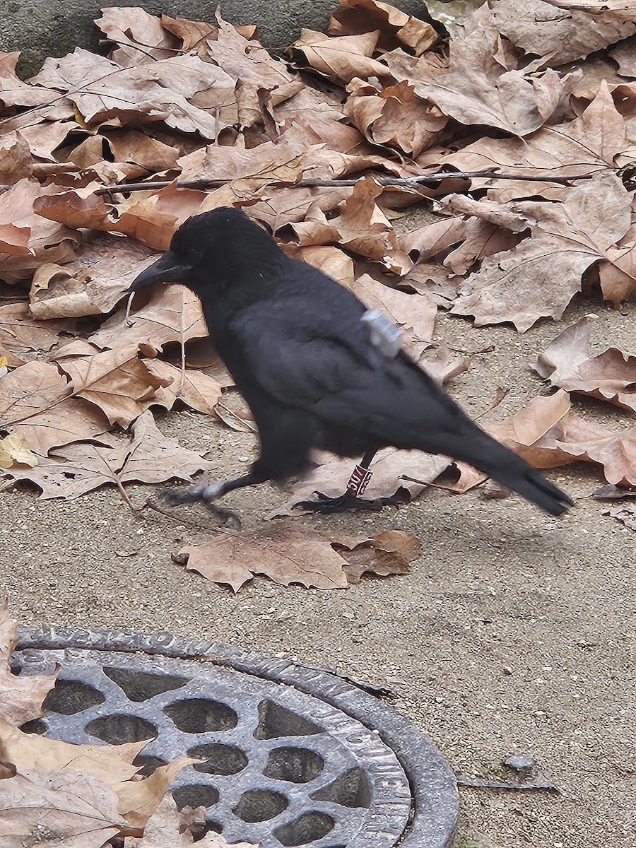 Belabeltza - ML646782997