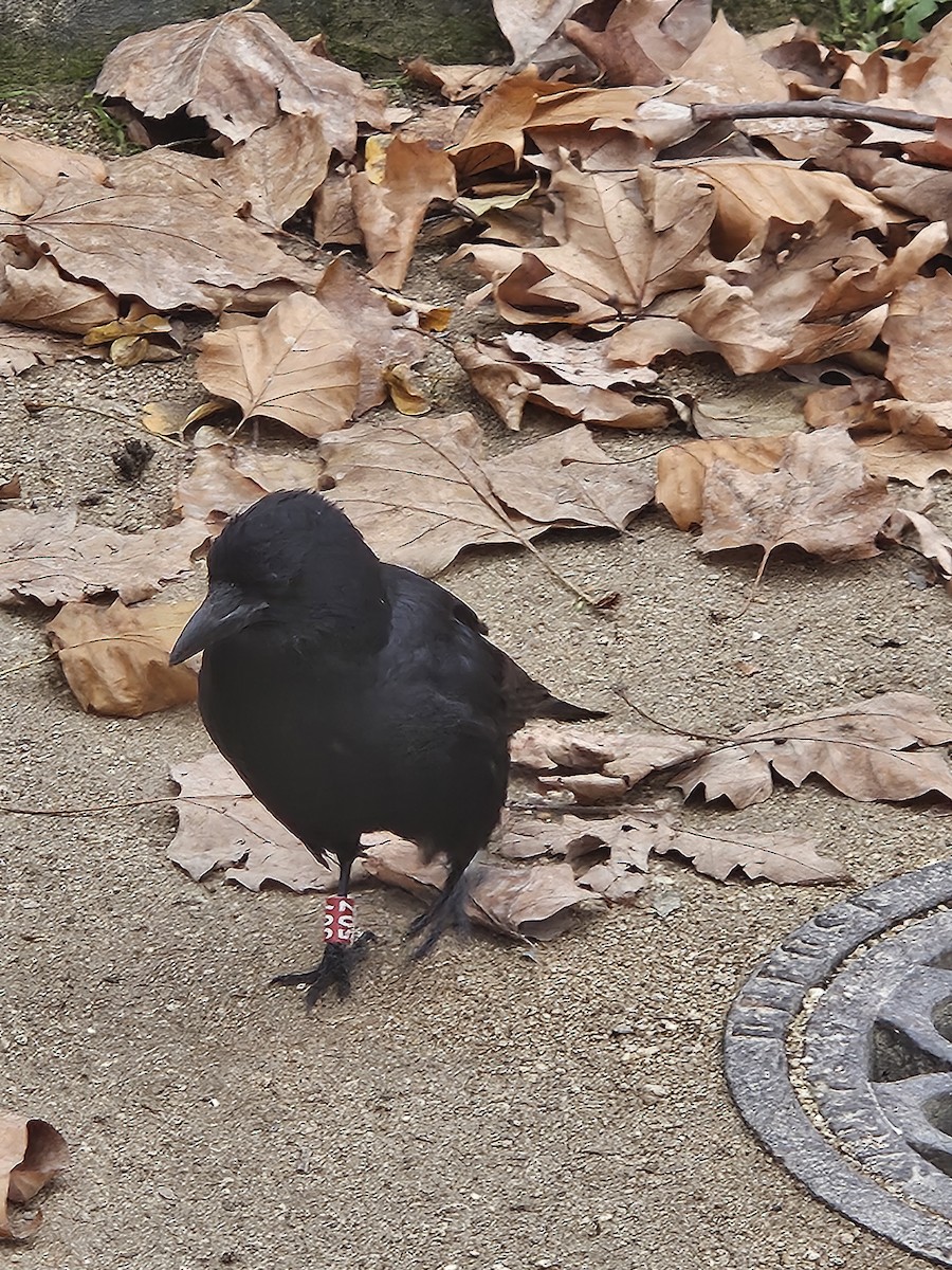 Belabeltza - ML646782998