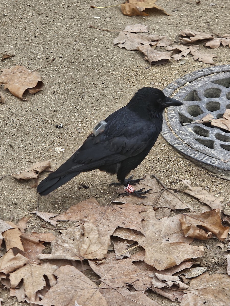 Belabeltza - ML646782999