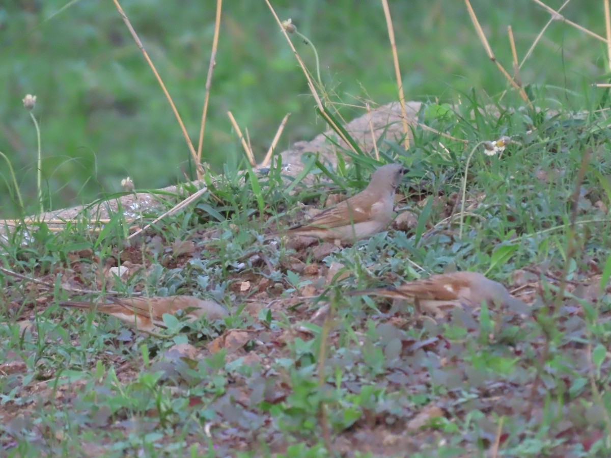 Southern Gray-headed Sparrow - ML646783000