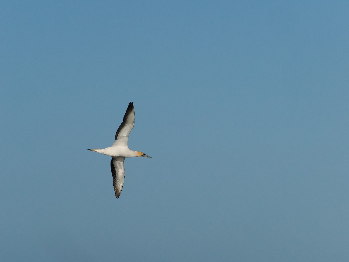 Australasian Gannet - ML646783001