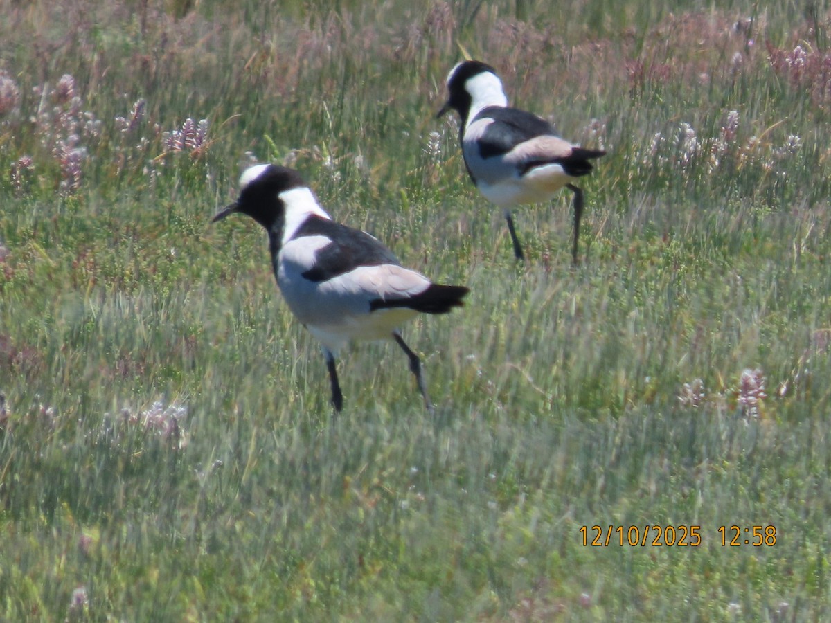 Avefría Armada - ML646783003