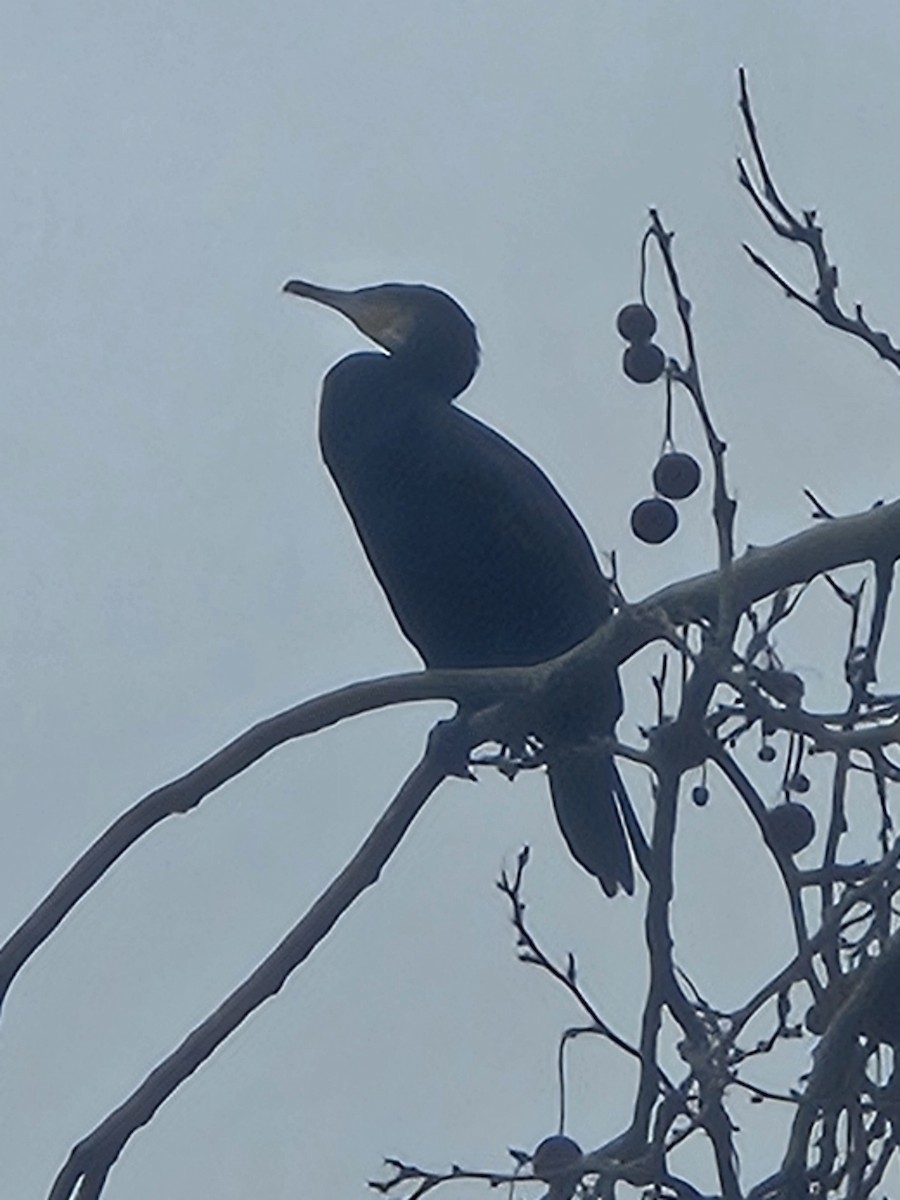 Ubarroi handia - ML646783004