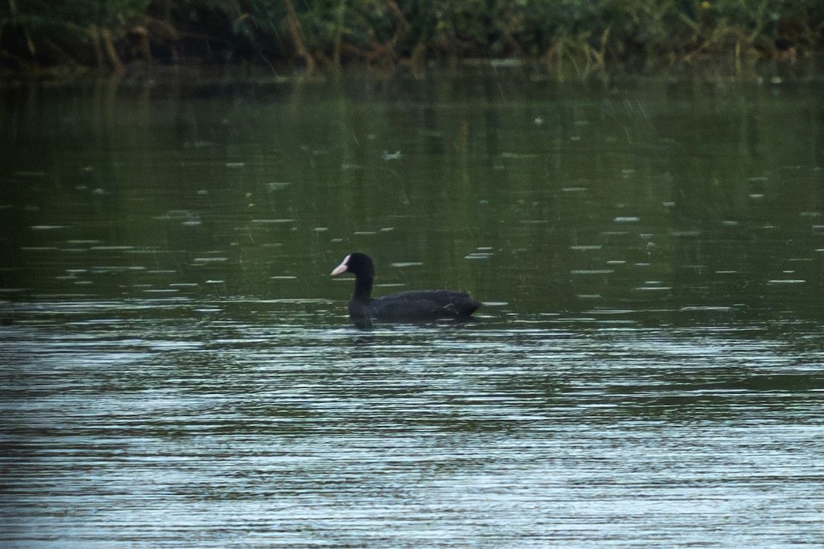 lyska černá - ML646783008