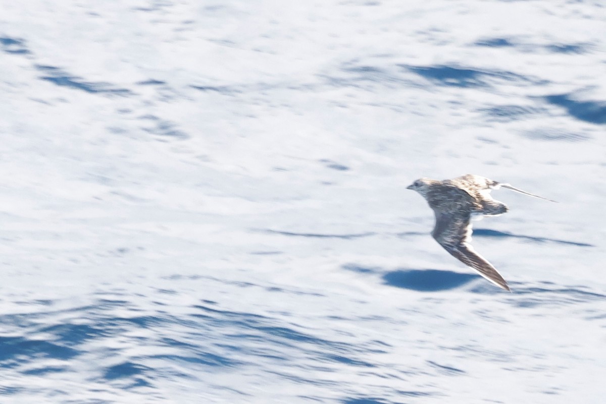 písečník nejmenší - ML646783010