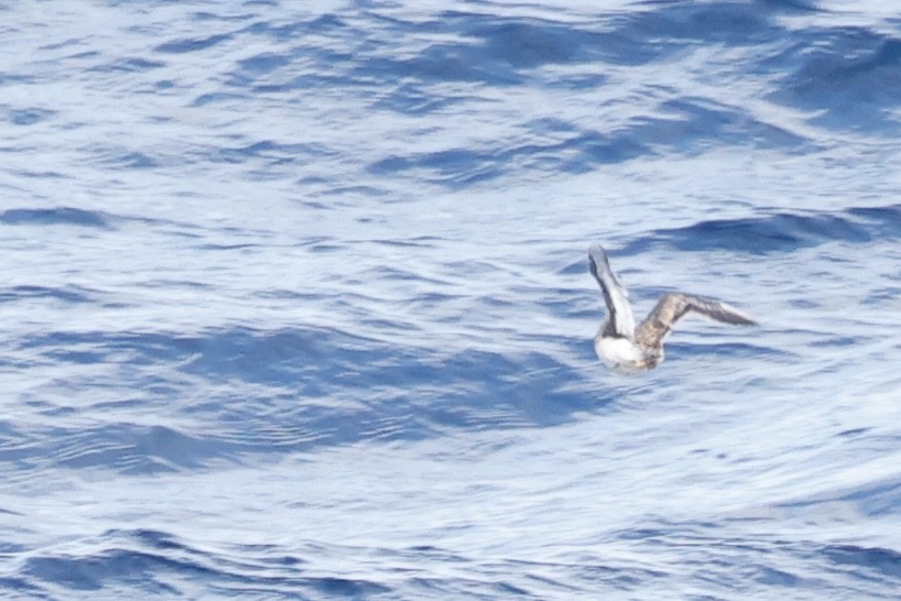 písečník nejmenší - ML646783011