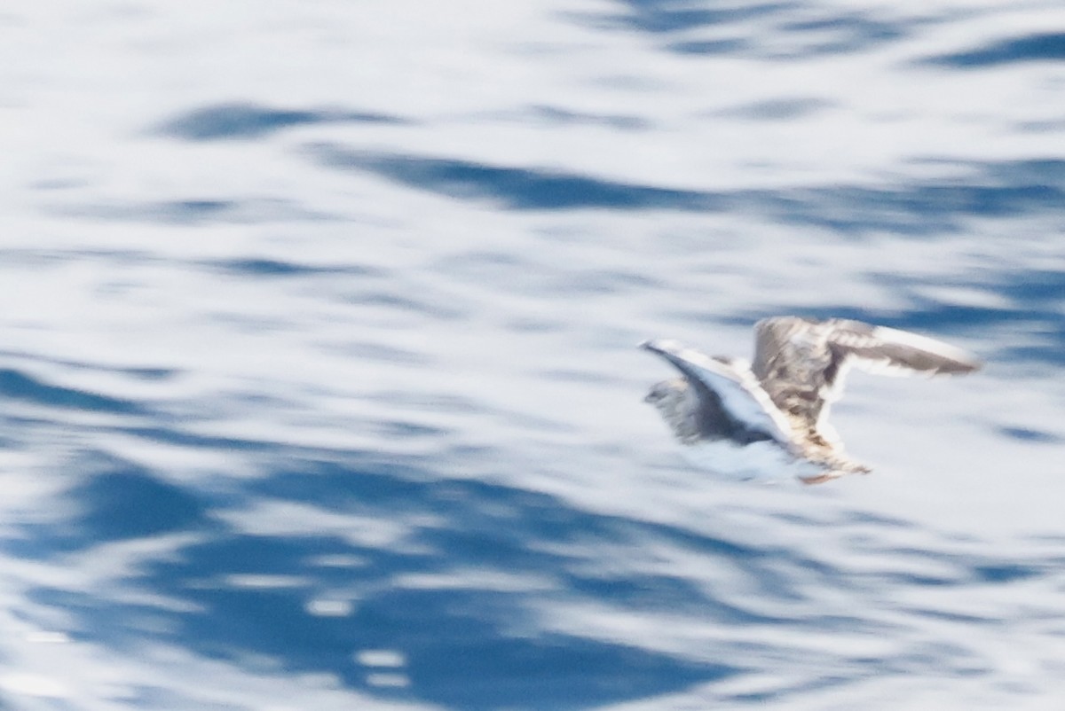 písečník nejmenší - ML646783012