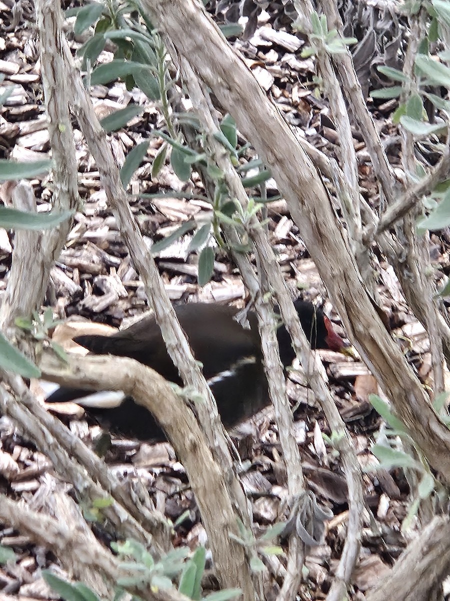 Uroilo arrunta - ML646783013