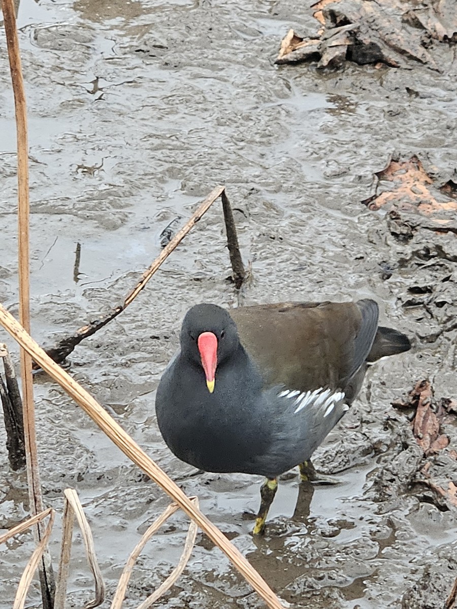 Uroilo arrunta - ML646783014