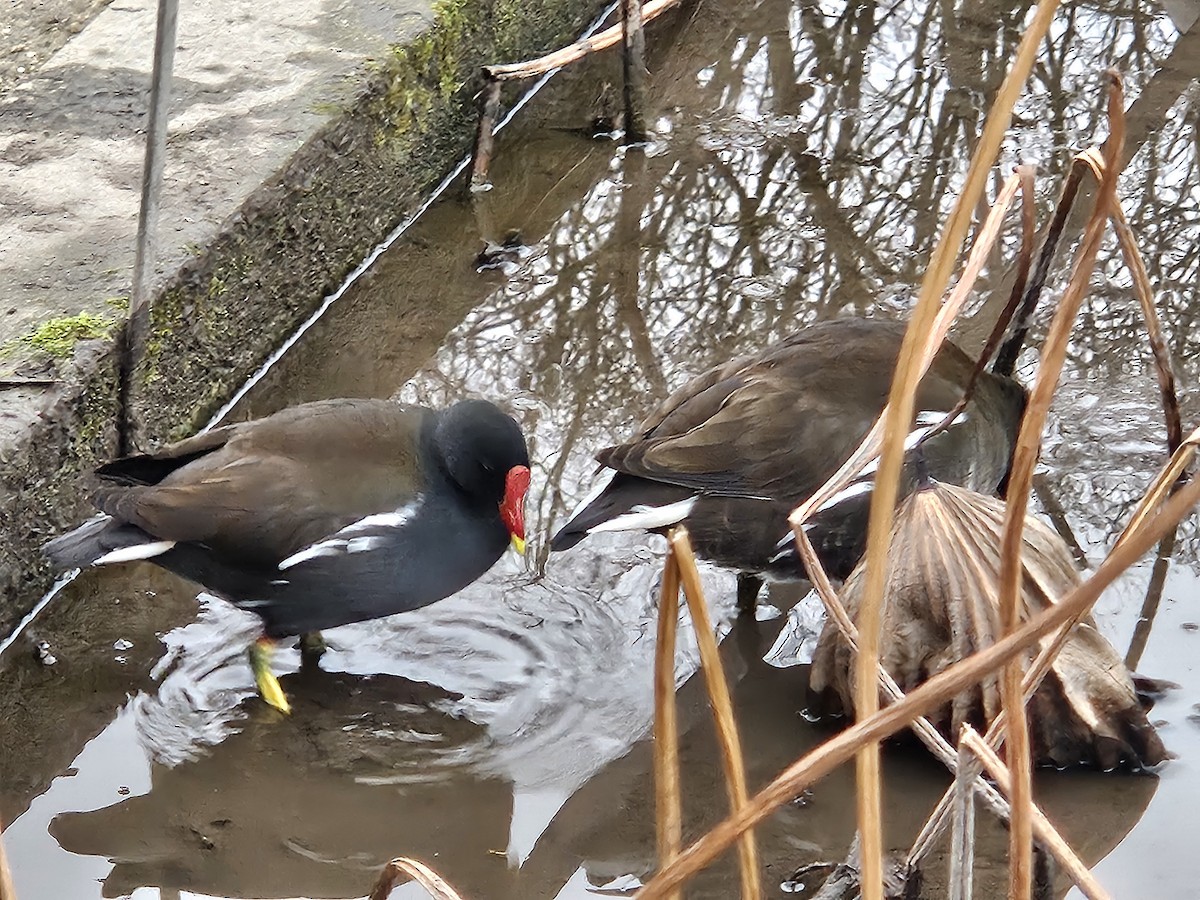 Uroilo arrunta - ML646783015