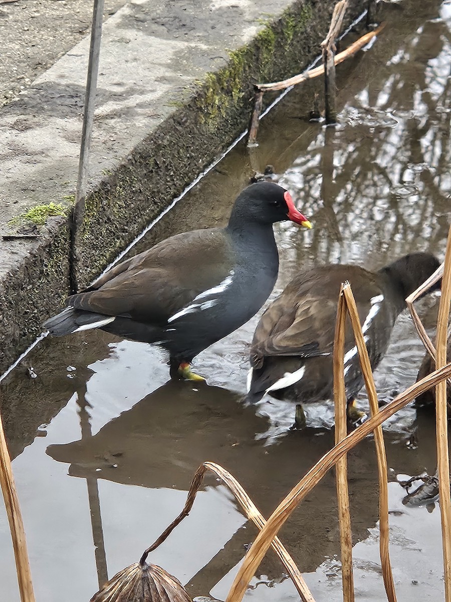 Uroilo arrunta - ML646783016