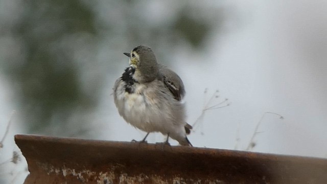 Buztanikara zuria - ML646783019