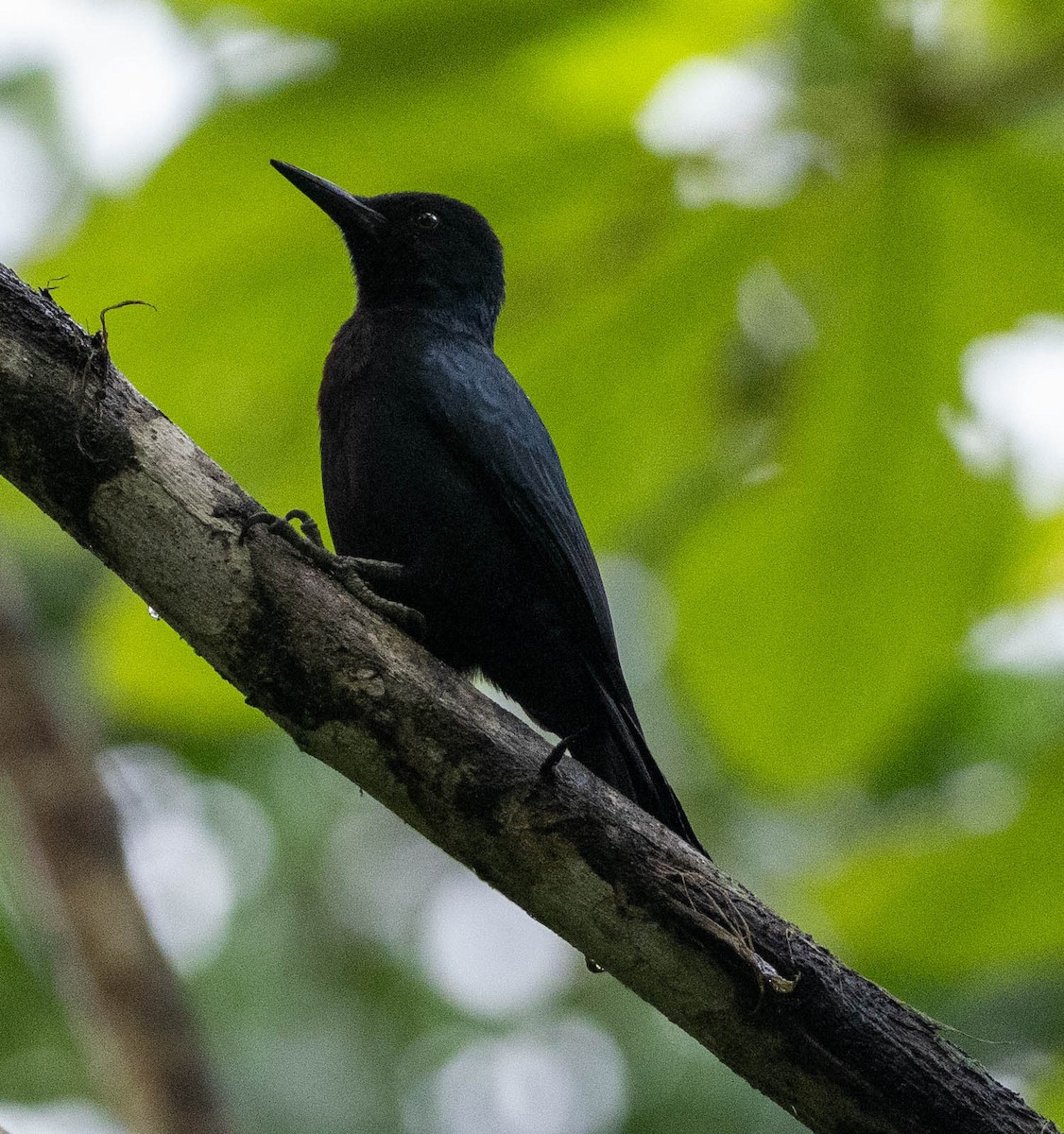 Carpintero de Isla Guadalupe - ML646783021