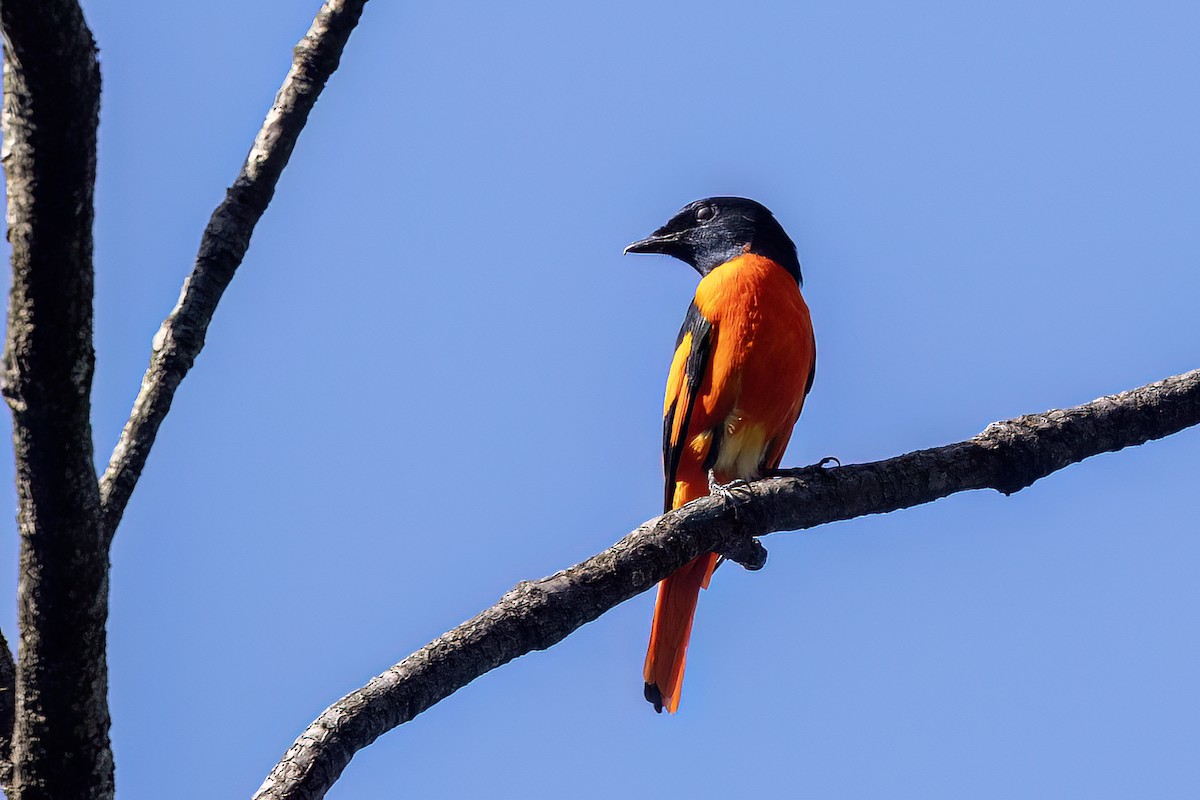 Личинкоїд пломенистий - ML646783023