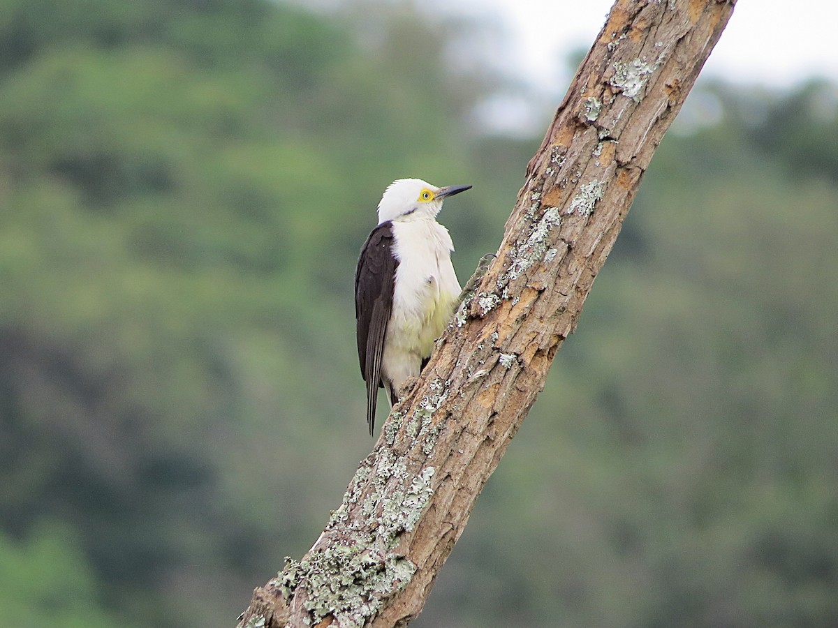 White Woodpecker - ML646783026
