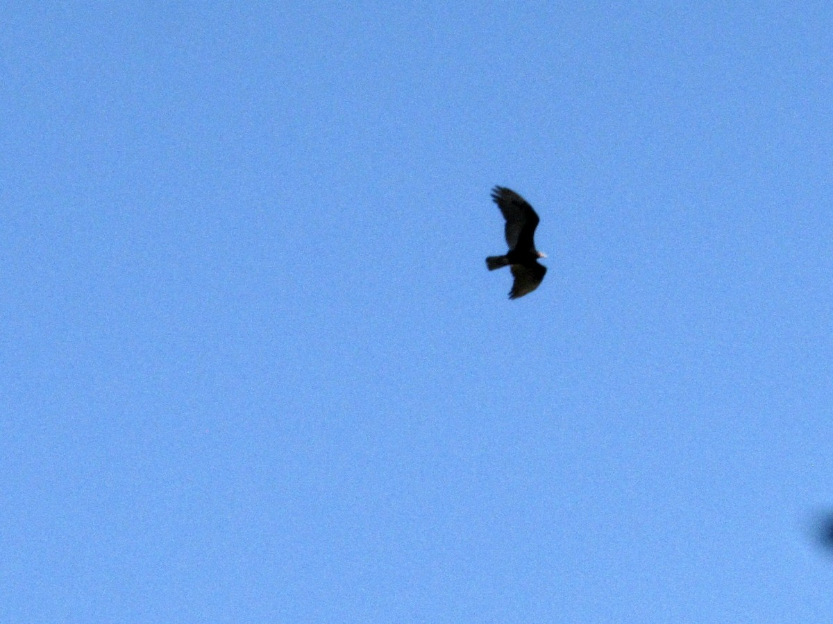 Turkey Vulture - ML646783028