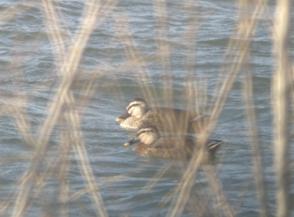 雑種 マガモ ｘ カルガモ - ML646783029