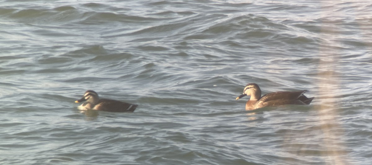 雑種 マガモ ｘ カルガモ - ML646783030