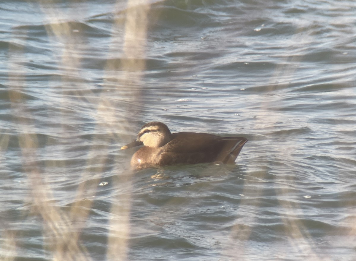 雑種 マガモ ｘ カルガモ - ML646783031