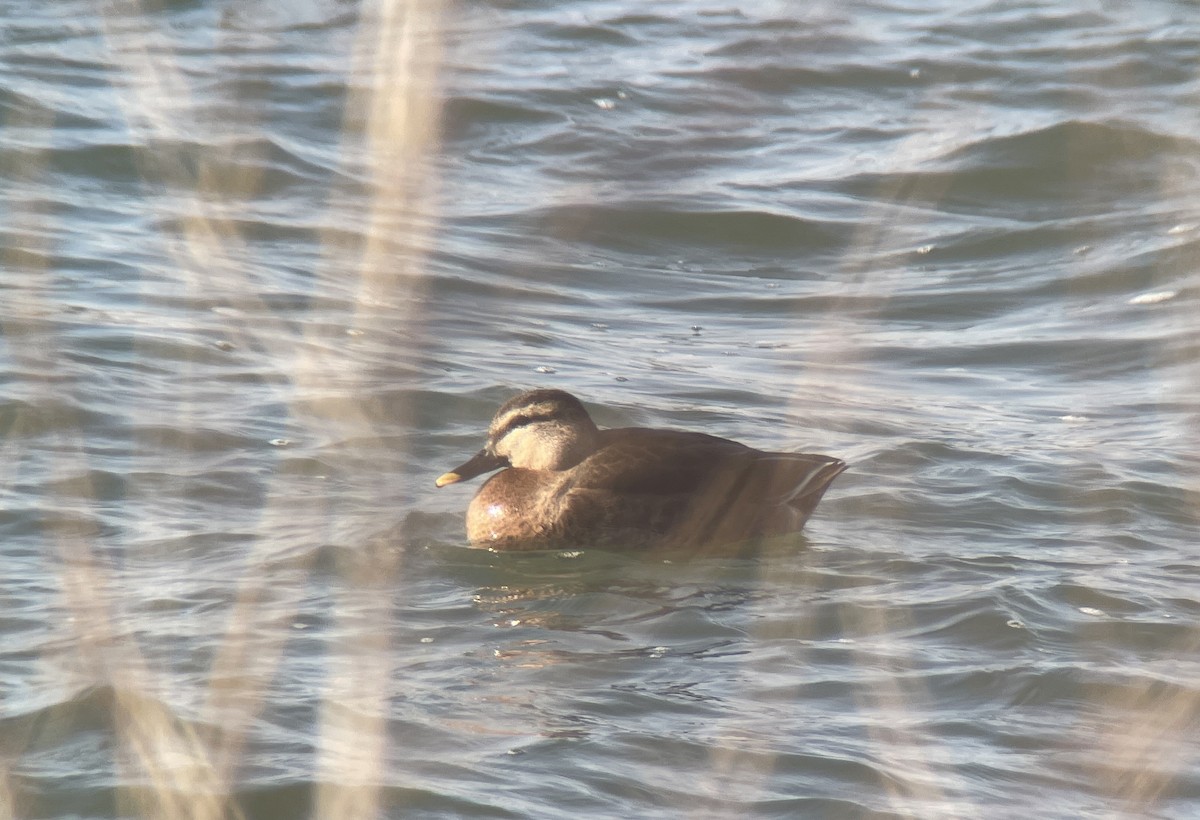 雑種 マガモ ｘ カルガモ - ML646783032