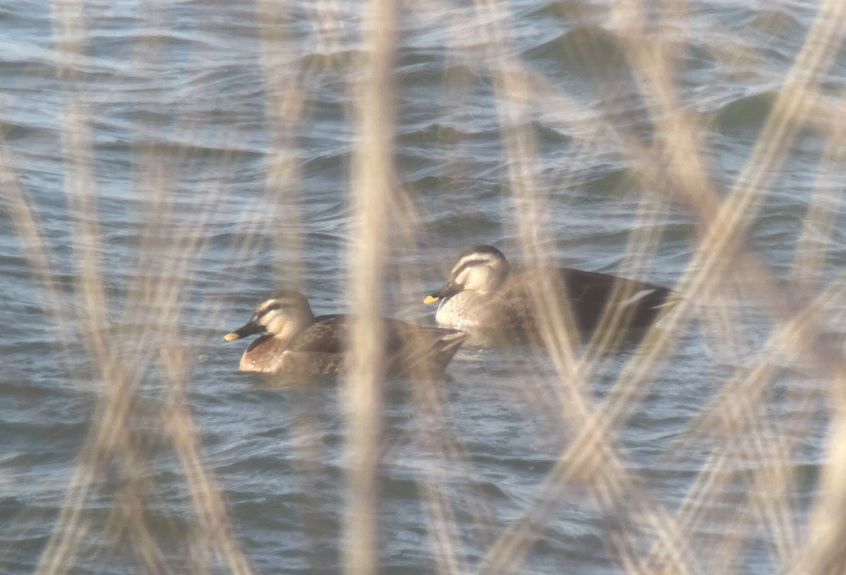 雑種 マガモ ｘ カルガモ - ML646783033