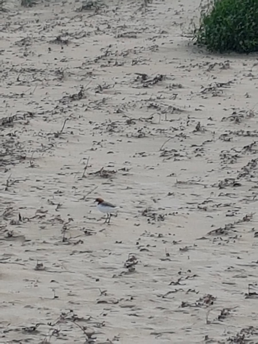 rødhettelo - ML646783035