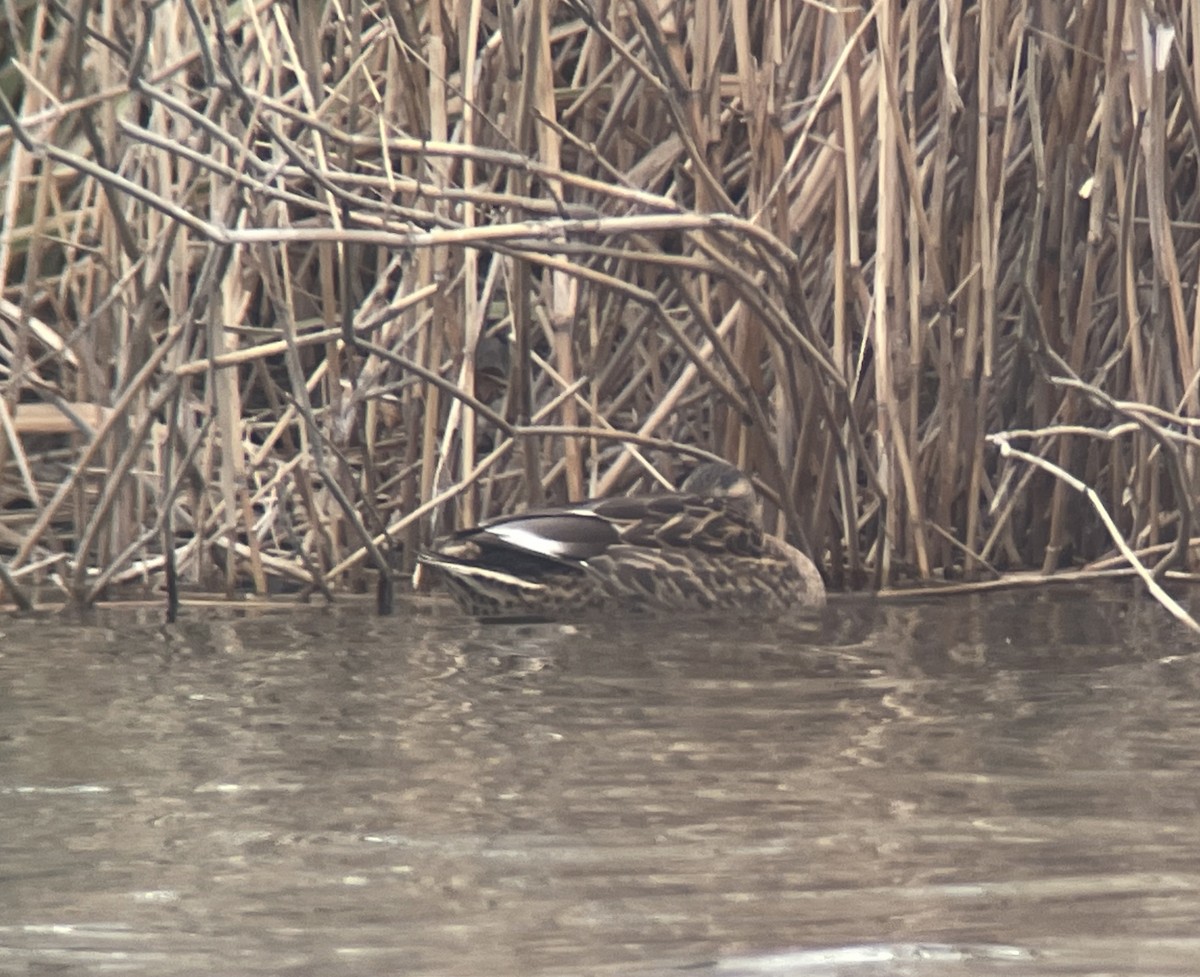 雑種 マガモ ｘ カルガモ - ML646783045