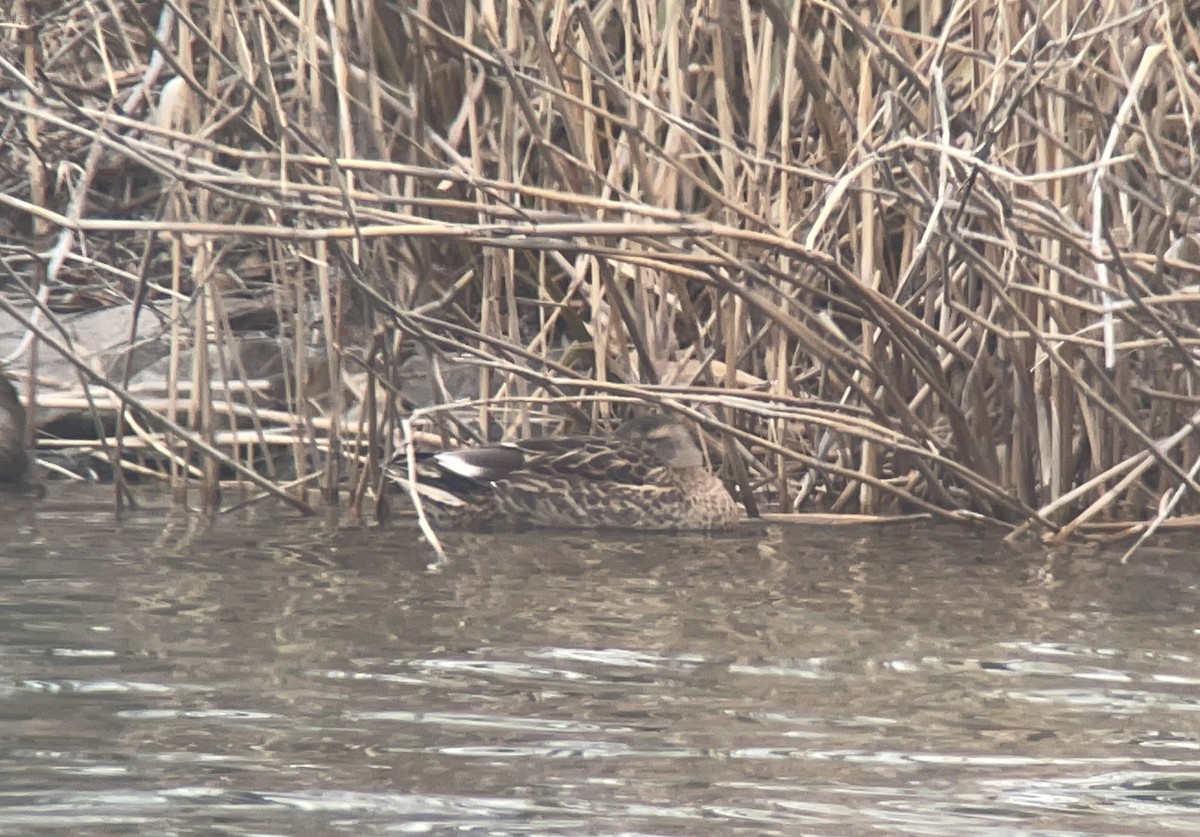 雑種 マガモ ｘ カルガモ - ML646783046