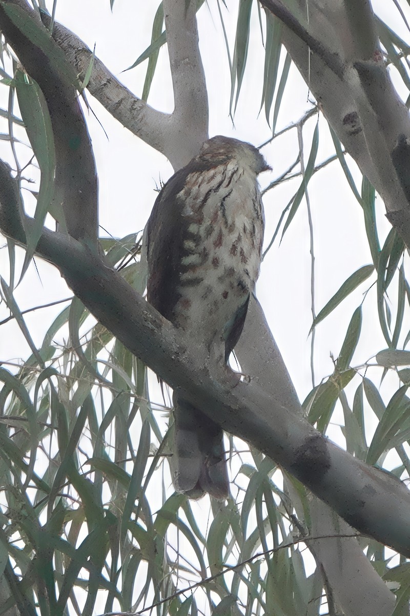 Shikra gabiraia - ML646783047