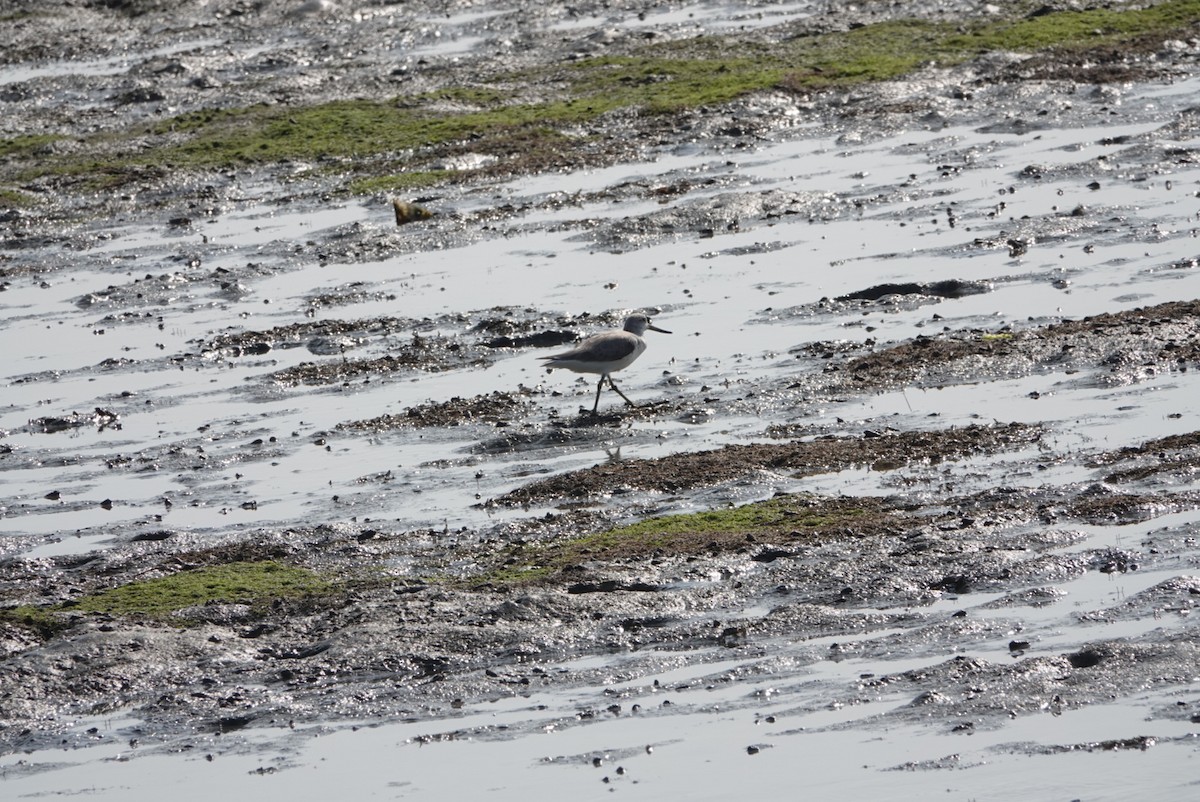 Tüpfelgrünschenkel - ML646783050