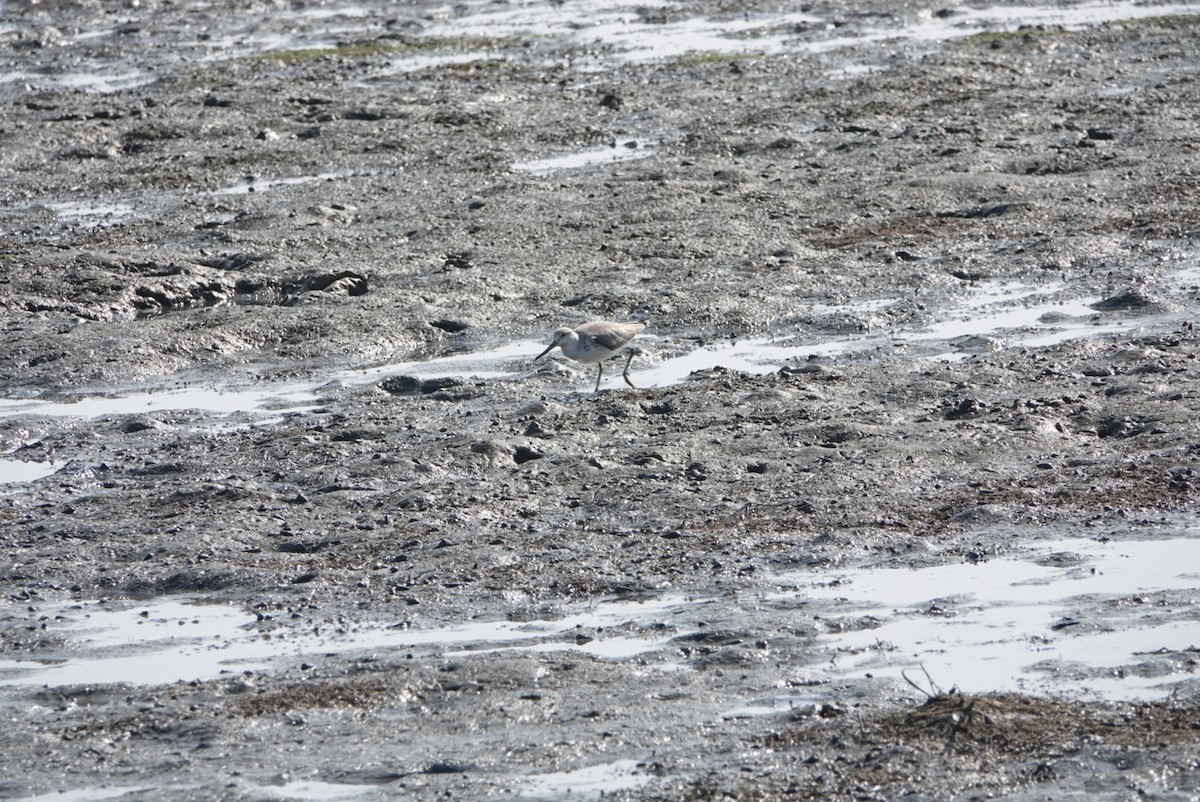 Tüpfelgrünschenkel - ML646783051