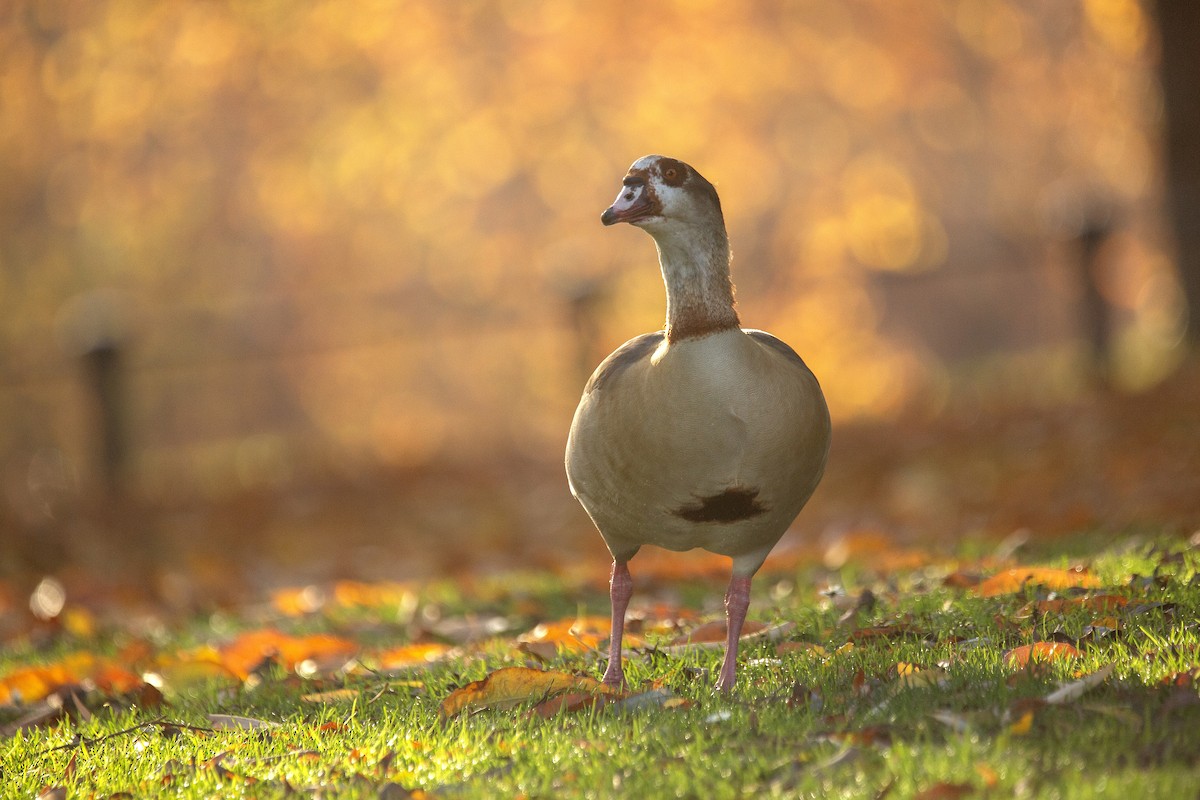 Egyptian Goose - ML646783052