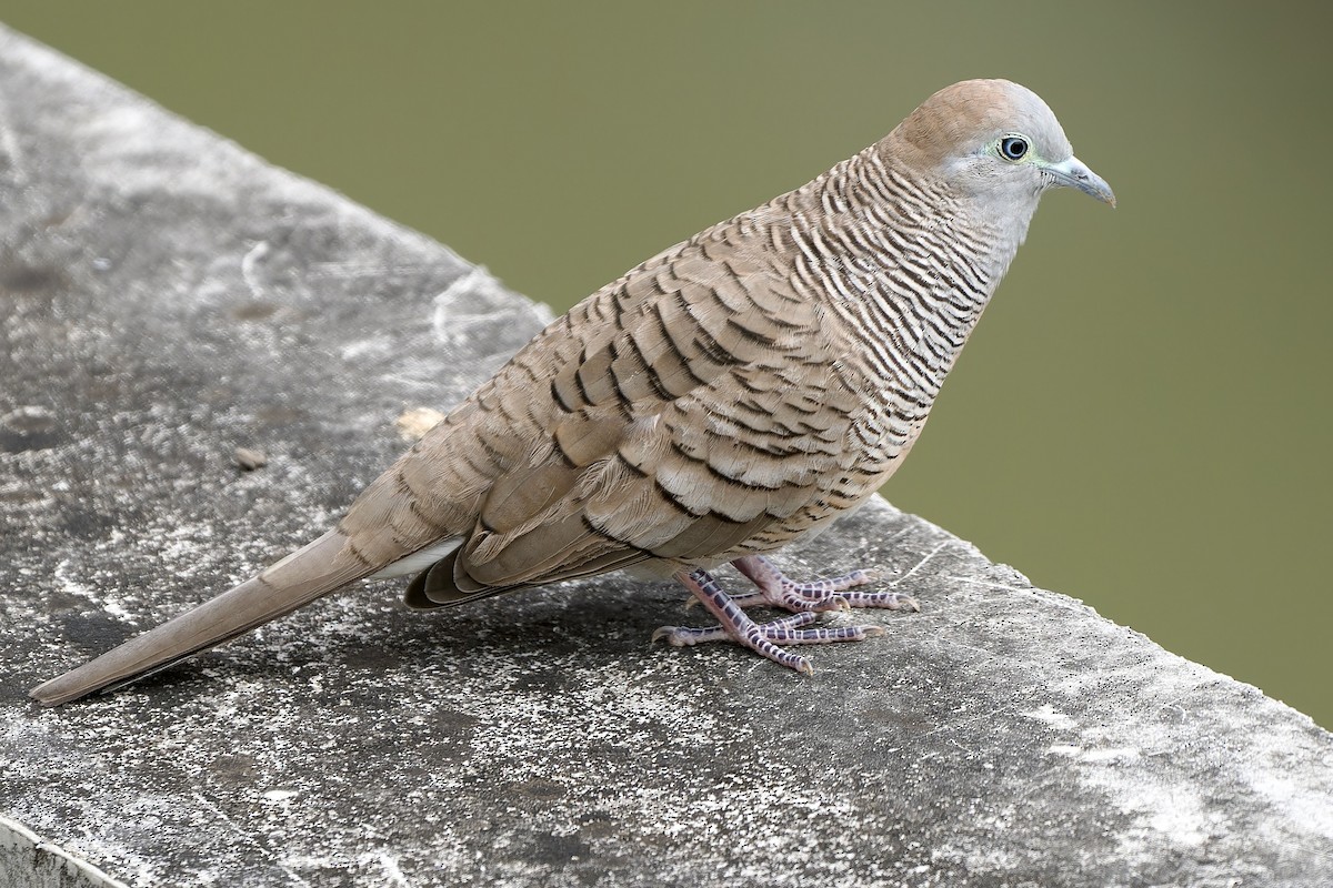 Sperbertäubchen - ML646783053