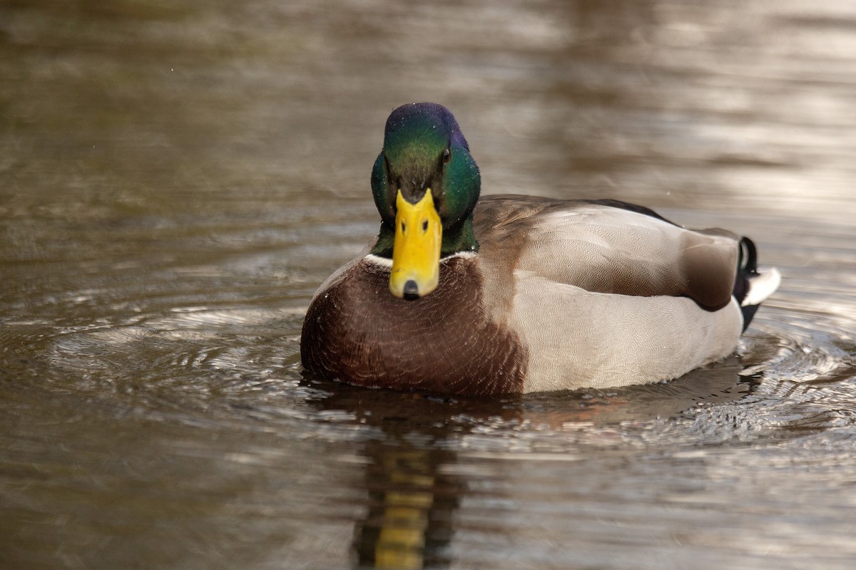 Mallard - ML646783056