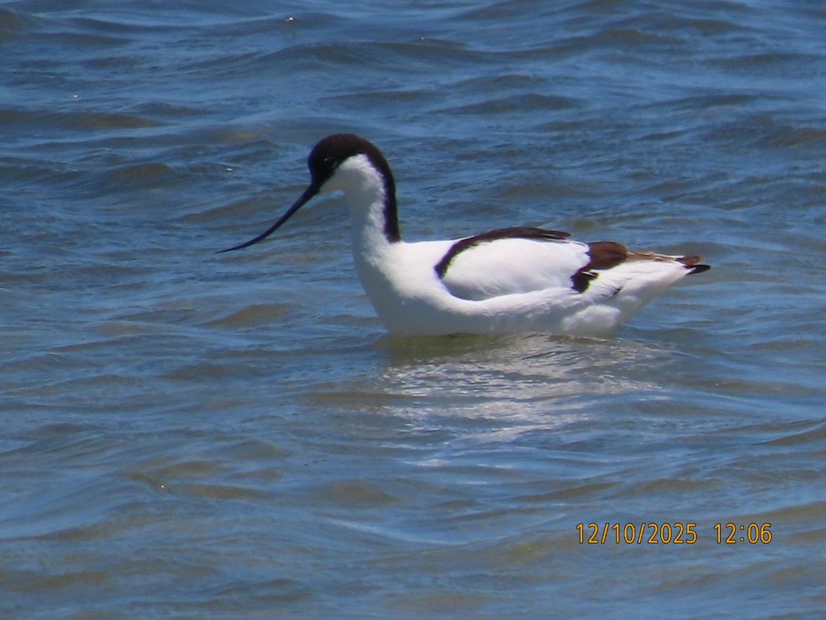 Avoceta Común - ML646783057
