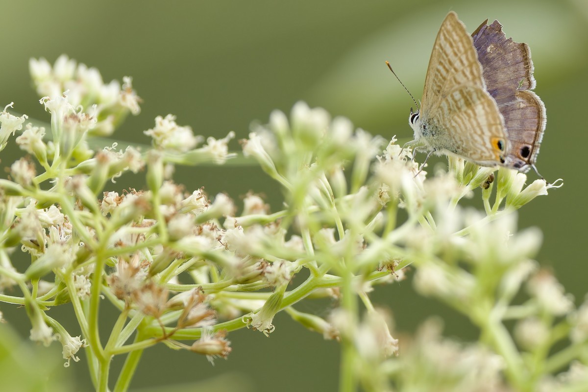 Großer Wanderbläuling - ML646783058
