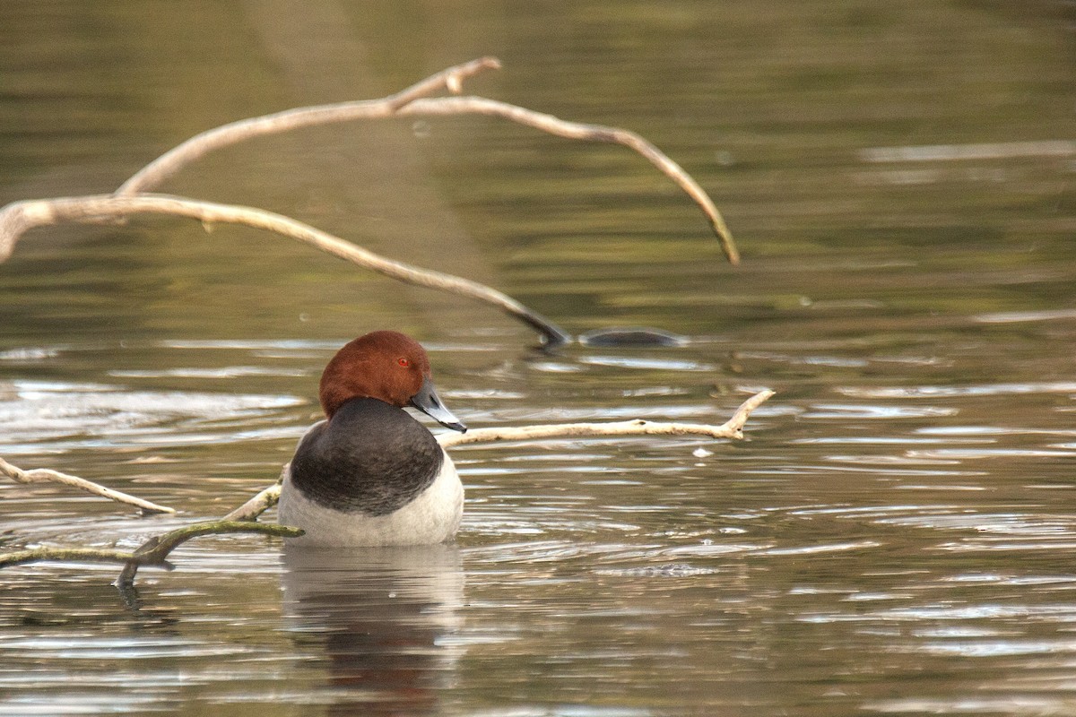 Common Pochard - ML646783059