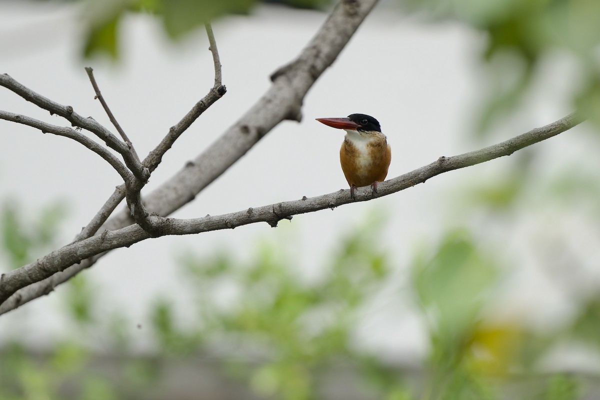 Kappenliest - ML646783060