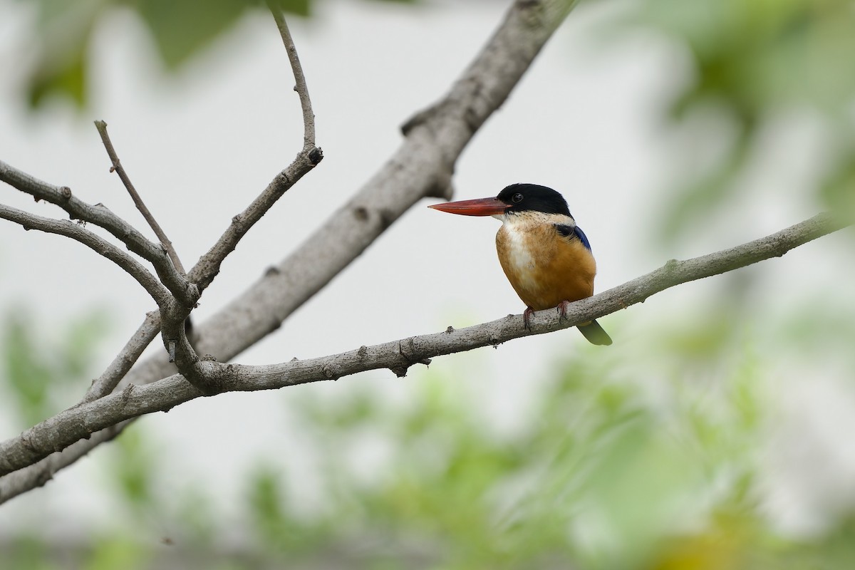 Kappenliest - ML646783061