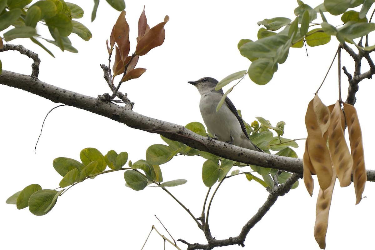 Graumennigvogel - ML646783062