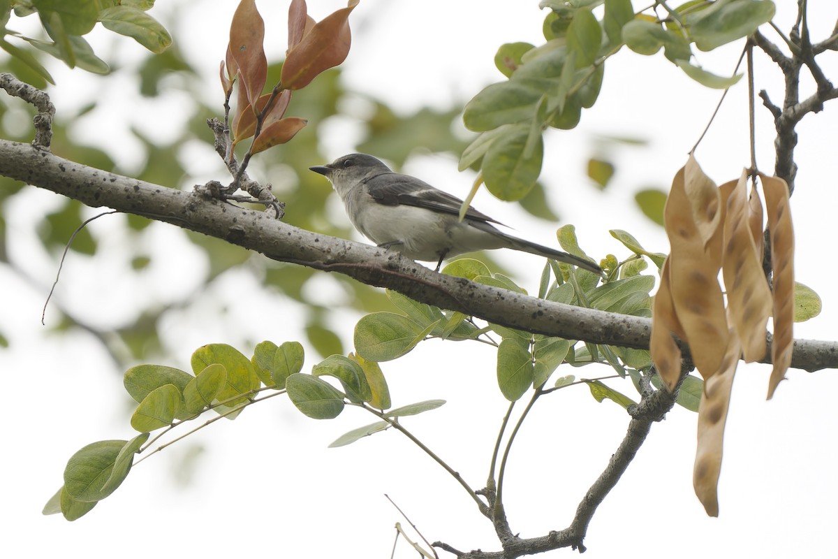 Graumennigvogel - ML646783063