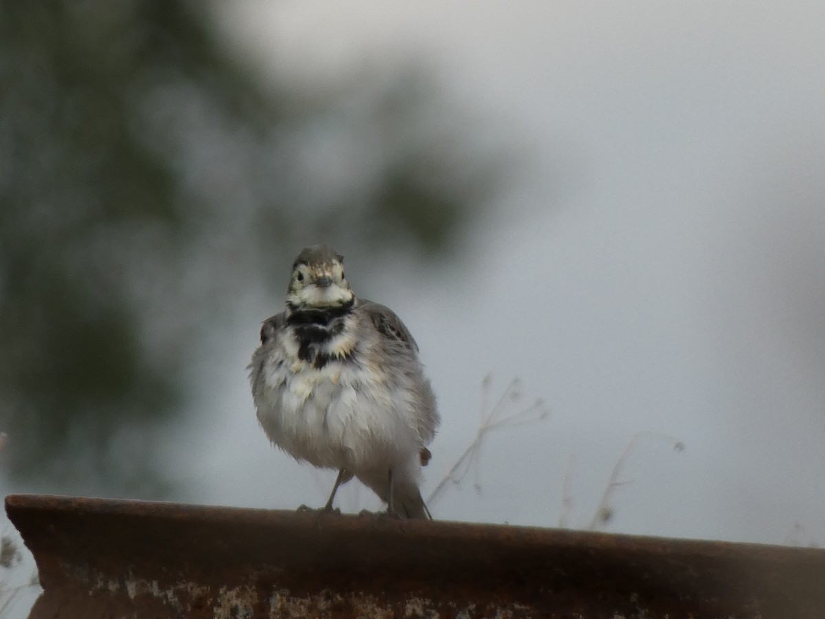 White Wagtail - ML646783064