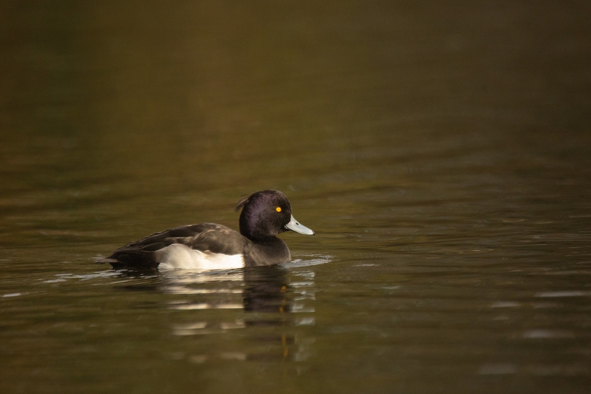 Tufted Duck - ML646783065