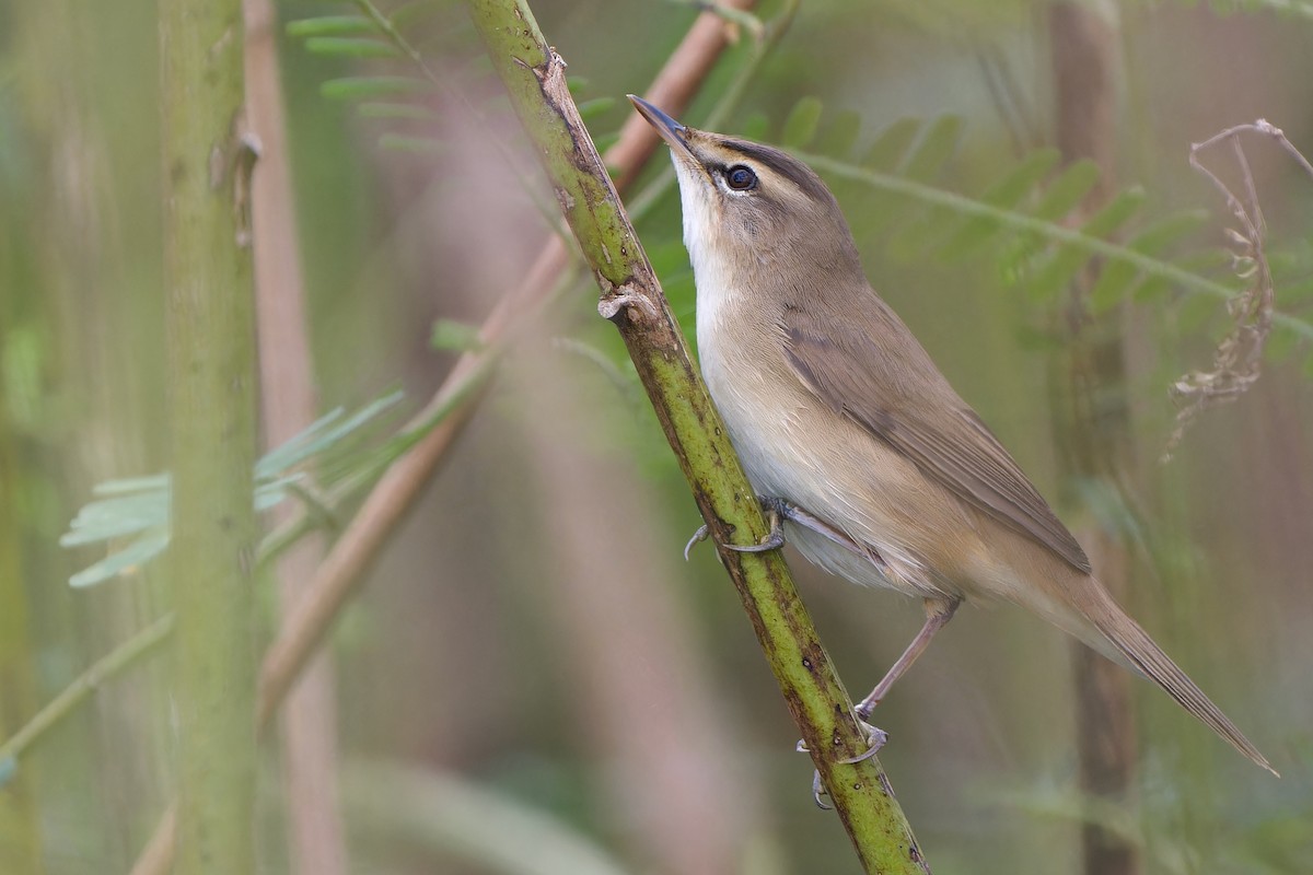 Brauenrohrsänger - ML646783066
