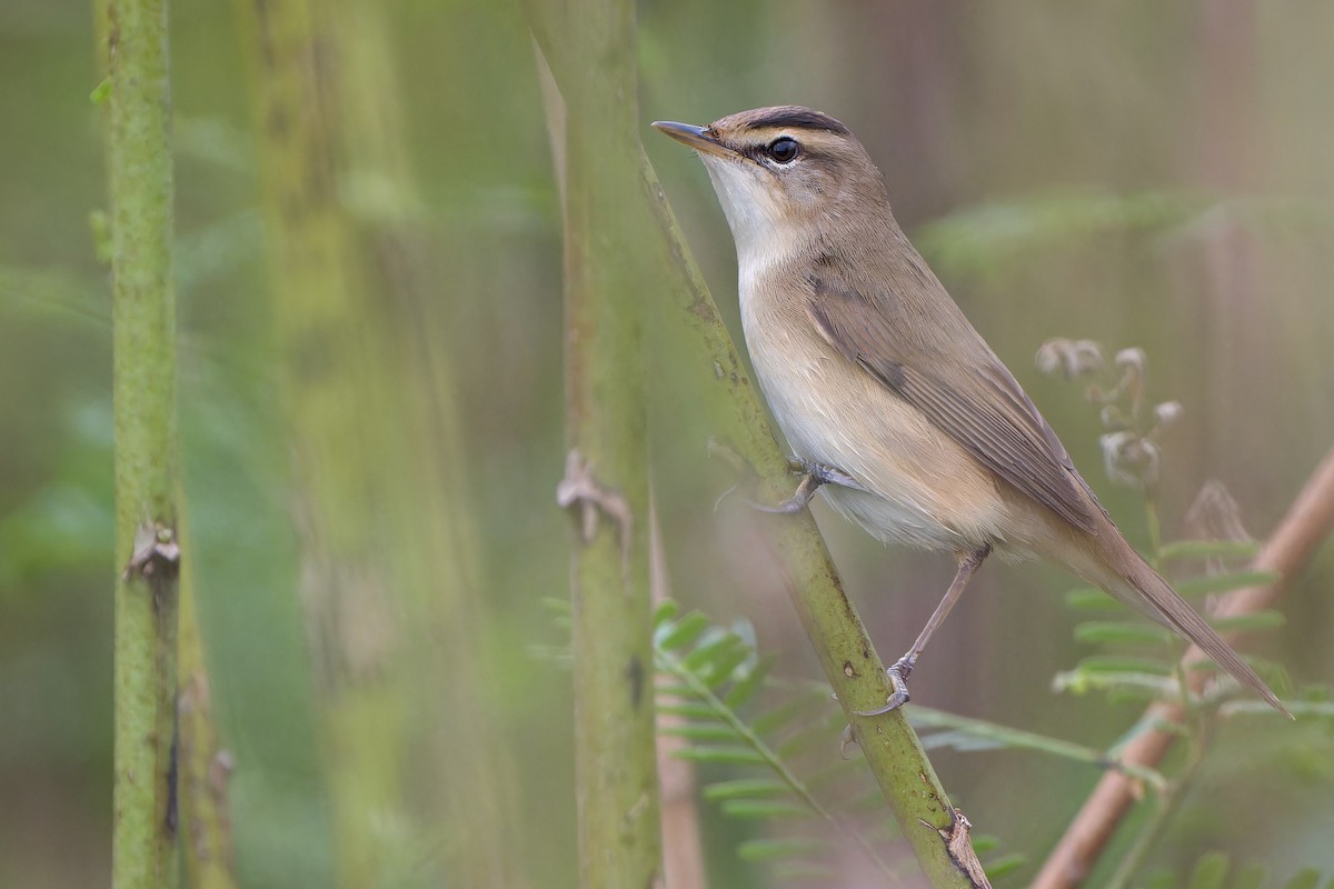 Brauenrohrsänger - ML646783067