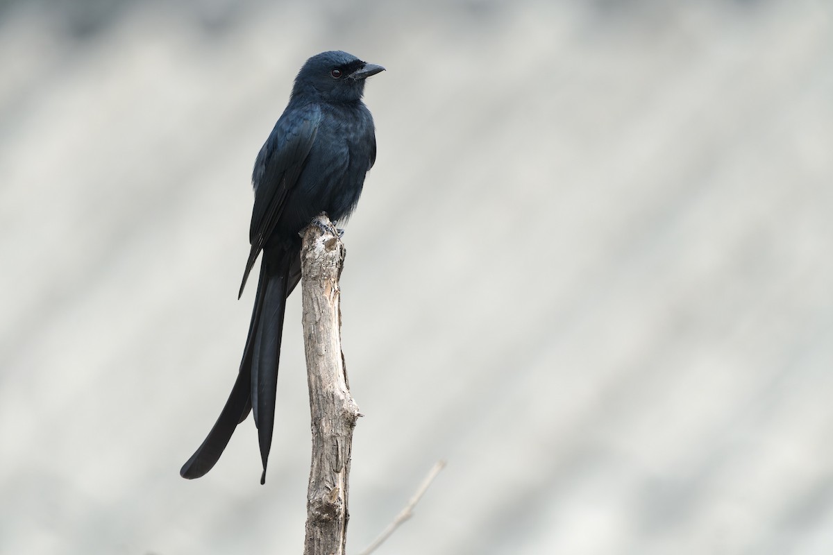 Königsdrongo - ML646783074