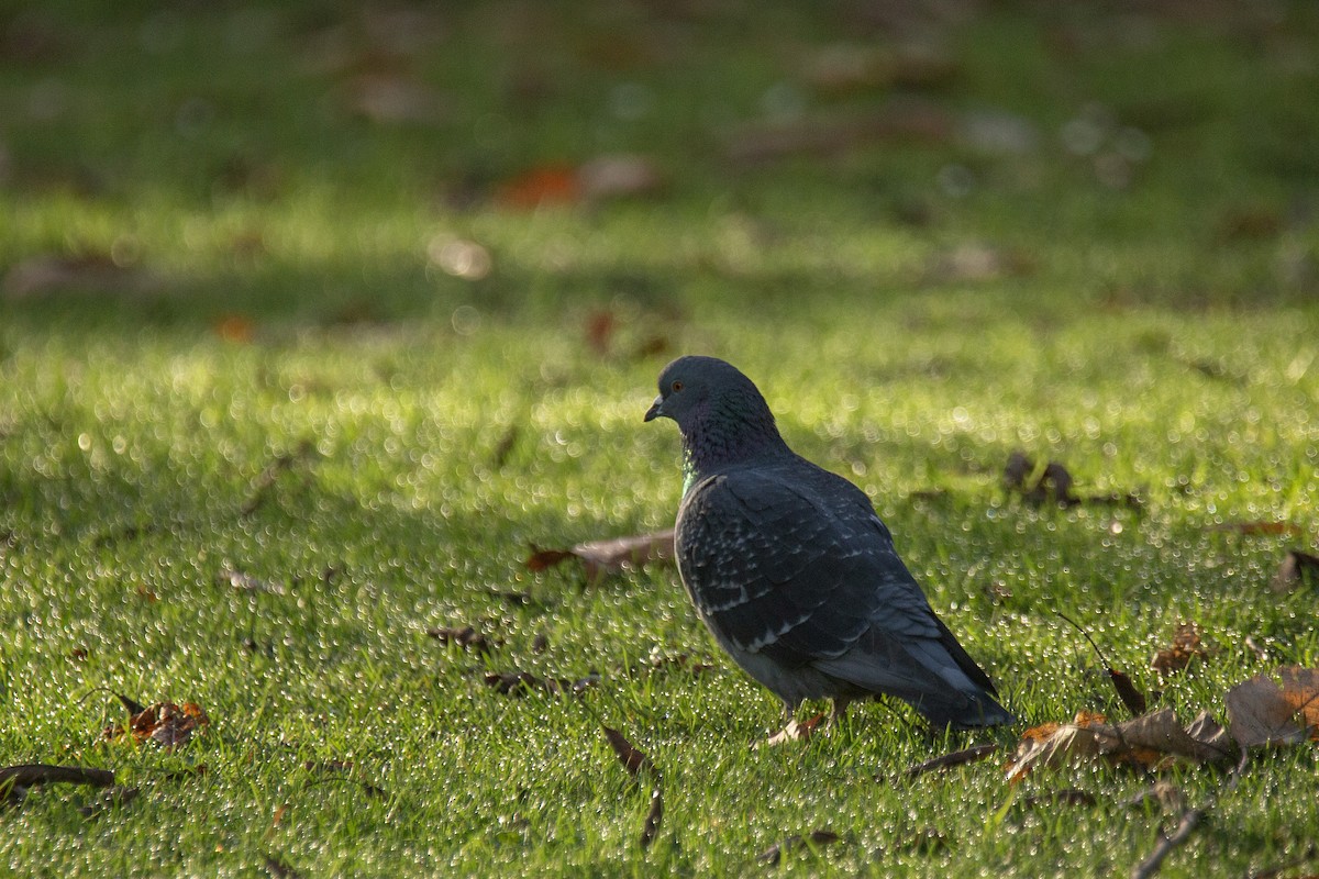 Haitz-usoa (etxekoa) - ML646783075