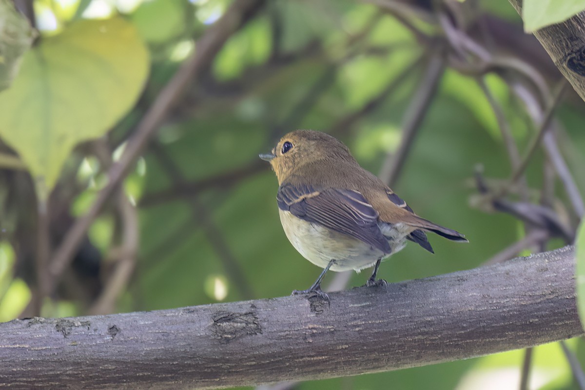 Мухоловка сапфірова - ML646783076