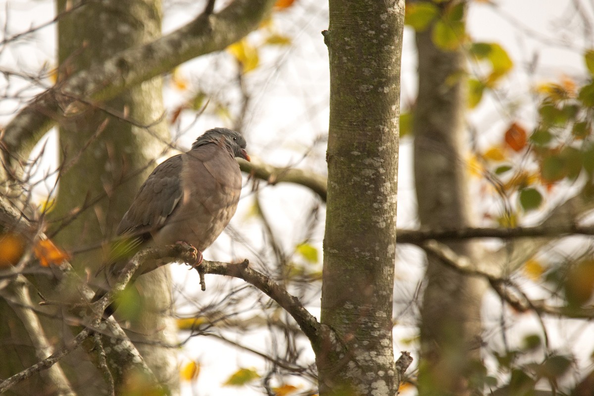 Common Wood-Pigeon - ML646783077